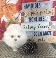 AKC June, a female Pomeranian for sale in Byron, GA – 8 of 10