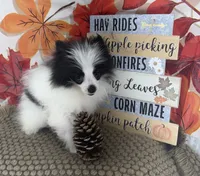 AKC Max, a male Pomeranian for sale in Byron, GA – 7 of 9