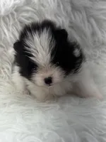 AKC Jackson, a male Pomeranian for sale in Byron, GA – 5 of 8