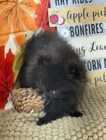 AKC Bella, a female Pomeranian for sale in Byron, GA – 3 of 8