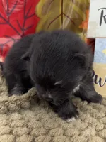 AKC Tyler, a male Pomeranian for sale in Byron, GA – 2 of 5