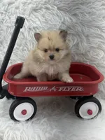 AKC Harriett, a female Pomeranian for sale in Byron, GA – 3 of 8