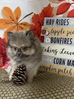 AKC Teddy, a male Pomeranian for sale in Byron, GA – 6 of 8