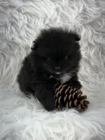 AKC River, a male Pomeranian for sale in Byron, GA – 5 of 9