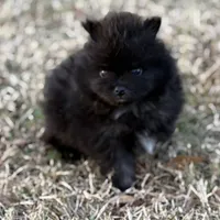 AKC Jaxon, a male Pomeranian for sale in Byron, GA – Photo 7 of 10