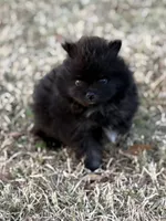 AKC Jaxon, a male Pomeranian for sale in Byron, GA – Photo 7 of 10