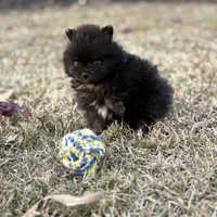 AKC Jaxon, a male Pomeranian for sale in Byron, GA – Photo 9 of 10
