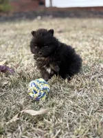 AKC Jaxon, a male Pomeranian for sale in Byron, GA – Photo 9 of 10