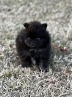 AKC Jaxon, a male Pomeranian for sale in Byron, GA – Photo 6 of 10