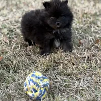 AKC Jaxon, a male Pomeranian for sale in Byron, GA – Photo 8 of 10