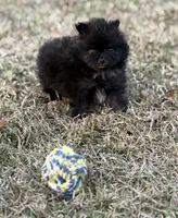 AKC Jaxon, a male Pomeranian for sale in Byron, GA – Photo 8 of 10