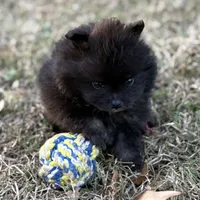 AKC Jaxon, a male Pomeranian for sale in Byron, GA – Photo 10 of 10
