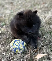 AKC Jaxon, a male Pomeranian for sale in Byron, GA – Photo 10 of 10