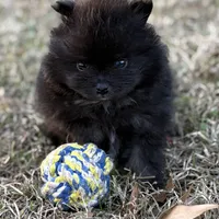 AKC Jaxon, a male Pomeranian for sale in Byron, GA – Photo 4 of 10