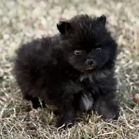 AKC Jaxon, a male Pomeranian for sale in Byron, GA – Photo 1 of 10