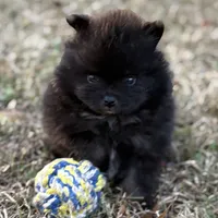 AKC Jaxon, a male Pomeranian for sale in Byron, GA – Photo 2 of 10