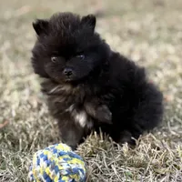 AKC Jaxon, a male Pomeranian for sale in Byron, GA – Photo 5 of 10