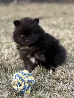 AKC Jaxon, a male Pomeranian for sale in Byron, GA – Photo 5 of 10