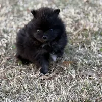 AKC Jaxon, a male Pomeranian for sale in Byron, GA – Photo 3 of 10