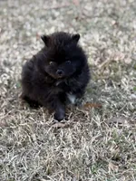 AKC Jaxon, a male Pomeranian for sale in Byron, GA – Photo 3 of 10