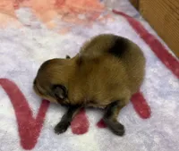 AKC Sydney, a male Pomeranian for sale in Byron, GA – 2 of 4