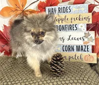 AKC Teddy, a male Pomeranian for sale in Byron, GA – 6 of 9