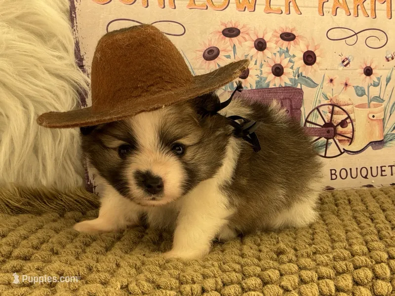 ALC Lucy – Pomeranian puppy for sale in Byron, GA