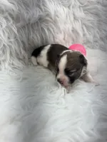 ALC Lucy, a female Pomeranian for sale in Byron, GA – 4 of 8