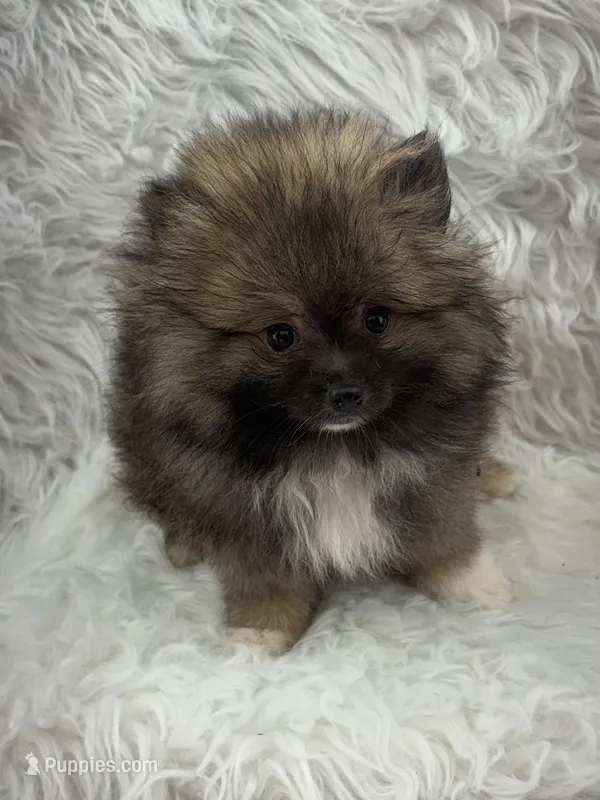 CKC Charlie – Pomeranian puppy for sale in Byron, GA