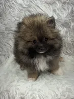CKC Charlie, a male Pomeranian for sale in Byron, GA – 1 of 10
