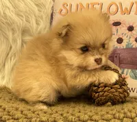 AKC  Luke, a male Pomeranian for sale in Byron, GA – 6 of 6