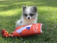 AKC Charlie, a male Pomeranian for sale in Byron, GA – Photo 9 of 10