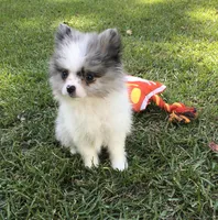 AKC Charlie, a male Pomeranian for sale in Byron, GA – Photo 5 of 10