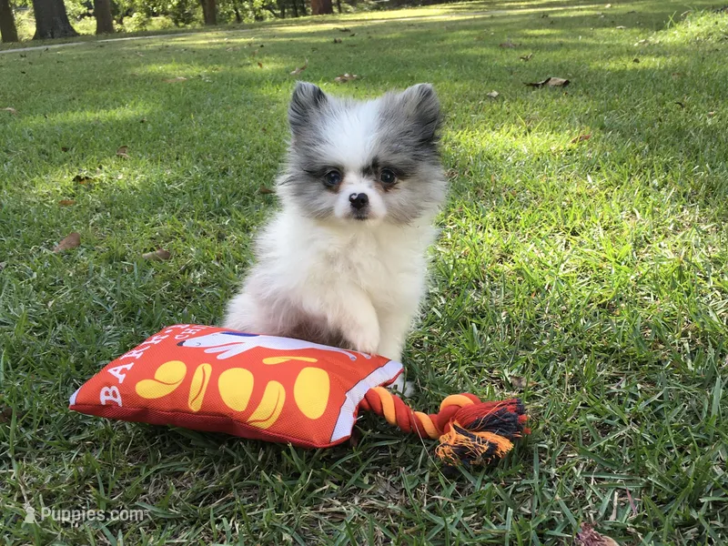 AKC Charlie, a male Pomeranian for sale in Byron, GA – Photo 1 of 10