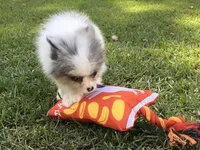 AKC Charlie, a male Pomeranian for sale in Byron, GA – Photo 4 of 10