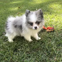 AKC Charlie, a male Pomeranian for sale in Byron, GA – Photo 8 of 10