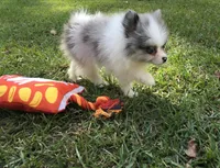 AKC Charlie, a male Pomeranian for sale in Byron, GA – Photo 3 of 10