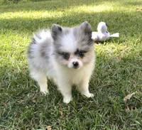 AKC Charlie, a male Pomeranian for sale in Byron, GA – Photo 6 of 10
