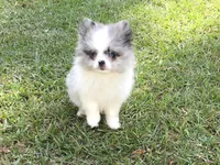 AKC Charlie, a male Pomeranian for sale in Byron, GA – Photo 2 of 10