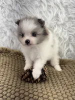 AKC Amelia, a female Pomeranian for sale in Byron, GA – 5 of 10
