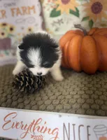 AKC Freddy, a male Pomeranian for sale in Byron, GA – Photo 9 of 10