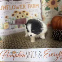 AKC Freddy, a male Pomeranian for sale in Byron, GA – Photo 5 of 10