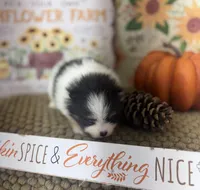 AKC Freddy, a male Pomeranian for sale in Byron, GA – Photo 10 of 10