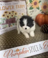 AKC Freddy, a male Pomeranian for sale in Byron, GA – Photo 8 of 10