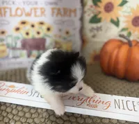 AKC Freddy, a male Pomeranian for sale in Byron, GA – Photo 6 of 10