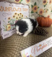 AKC Freddy, a male Pomeranian for sale in Byron, GA – Photo 7 of 10