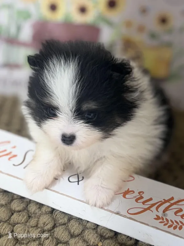 AKC Freddy, a male Pomeranian for sale in Byron, GA – Photo 1 of 10