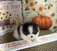 AKC Freddy, a male Pomeranian for sale in Byron, GA – Photo 4 of 10