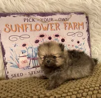 AKC Gabe, a male Pomeranian for sale in Byron, GA – 5 of 9