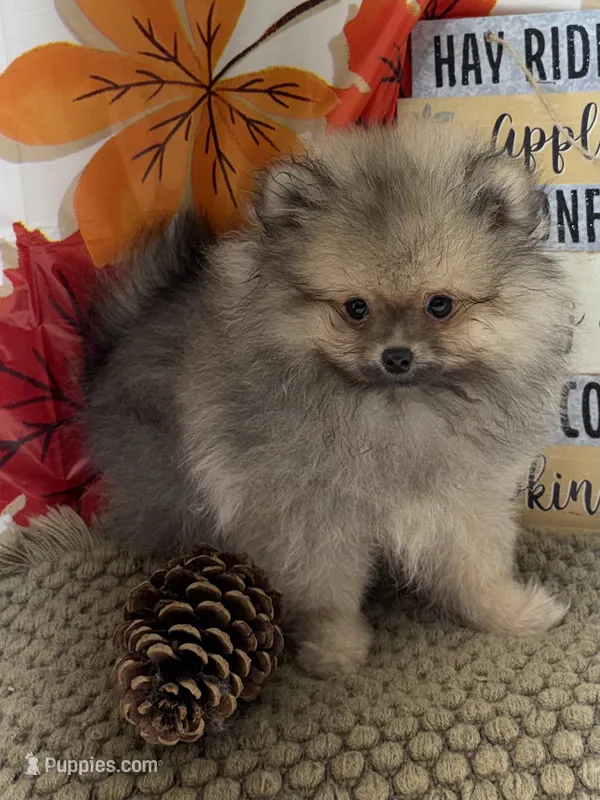 AKC Gabe – Pomeranian puppy for sale in Byron, GA